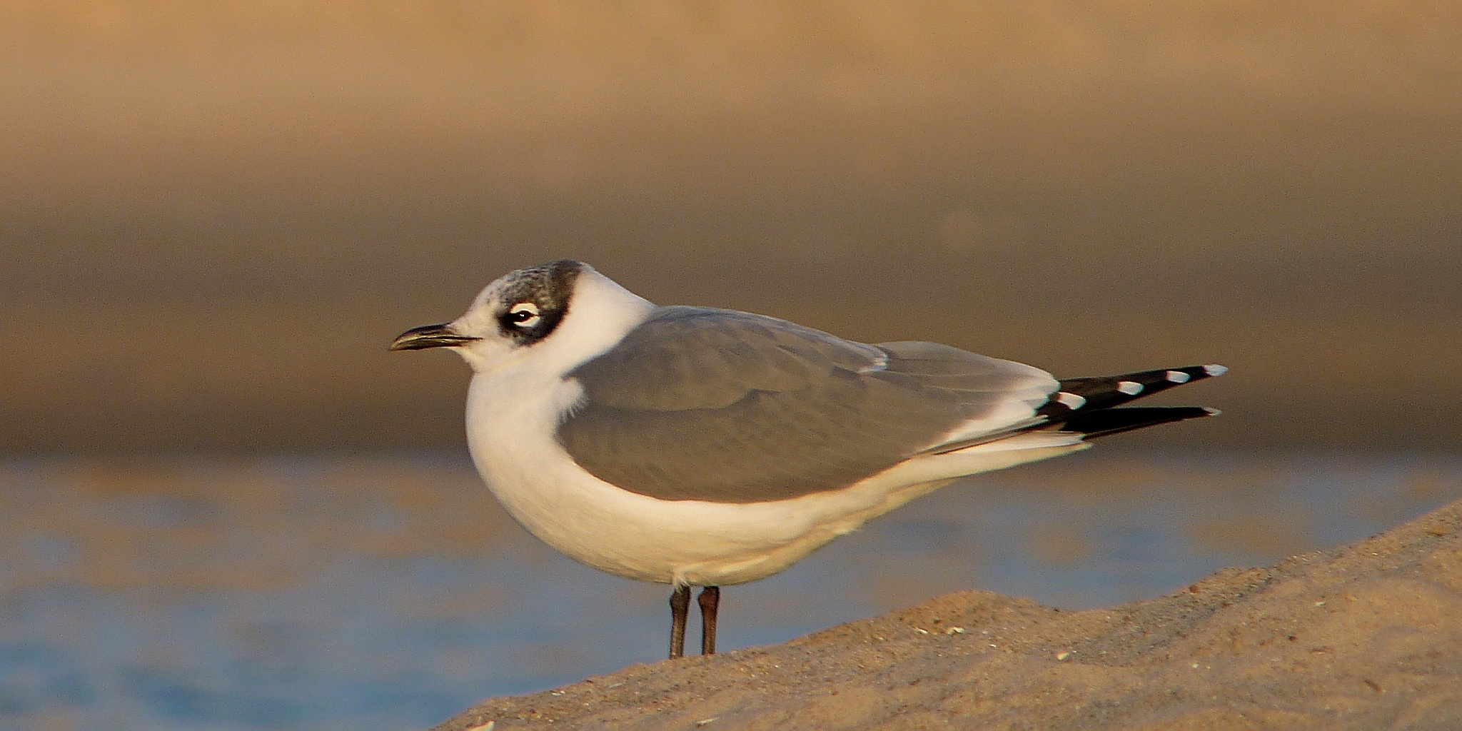 Franklin’s gull!