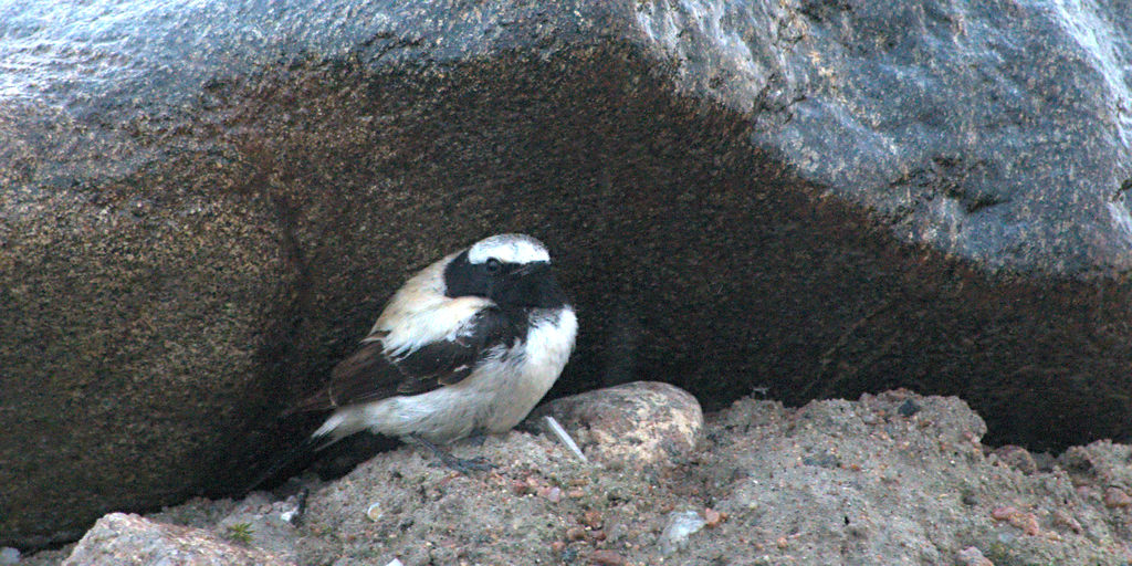 Aavikkotaskun tuplaus