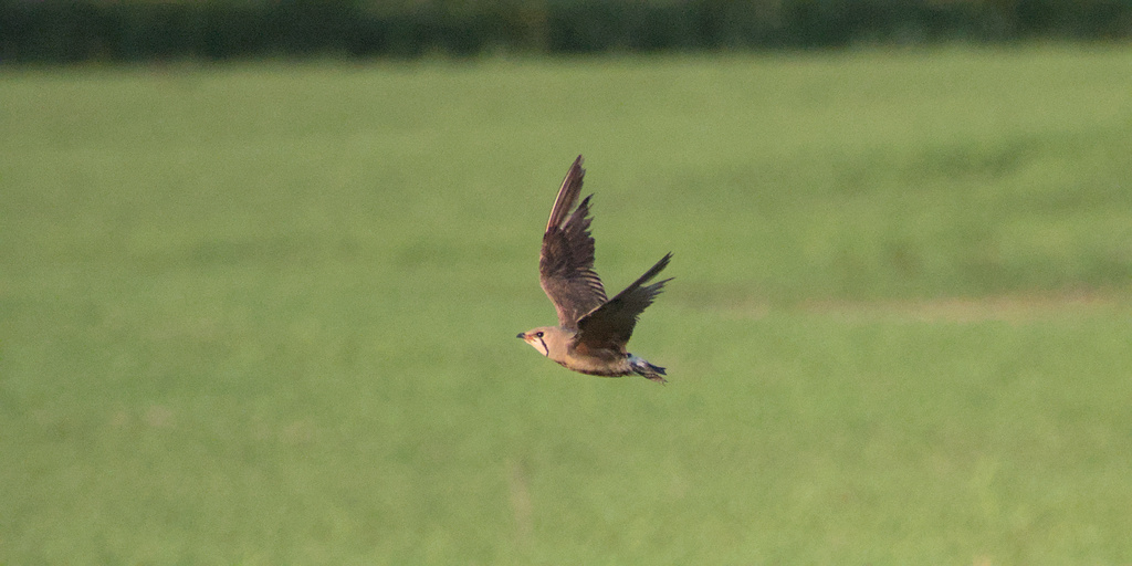 Takaisin tervaseudulle