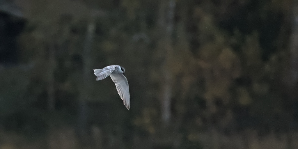 Lokakuista tiirailua