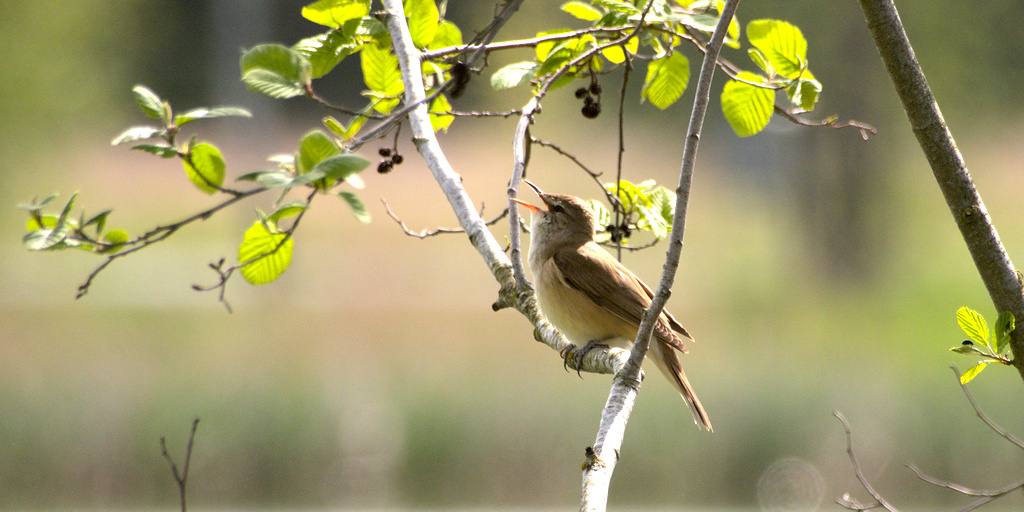 Linnunlauluautomaatti talvisäilöön