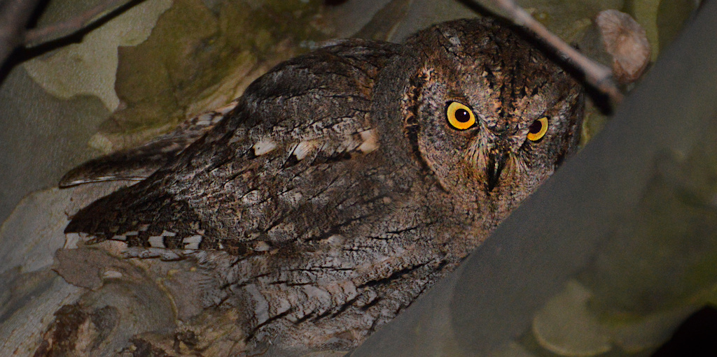 Scops, scops